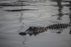 Alligator lurking in the water photo