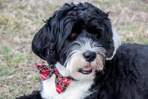 dog wearing a plaid bowtie photo