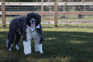 Portuguese Water Dog in a fenced yard photo