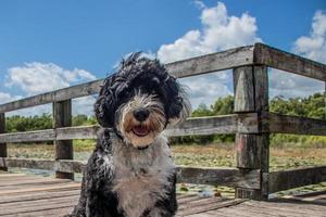 perro sentado en de madera paseo marítimo foto