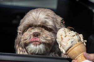 Dog getting some icecream in the car photo