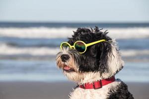 Dog wearing sunglasses at the beach photo