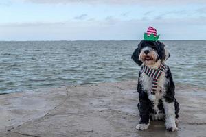 Dog wearing red and green for Christmas by the sea photo