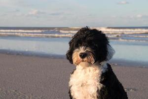 Black and white dog at the beach photo