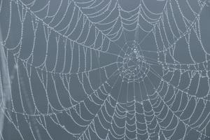 delicate spider web background photo