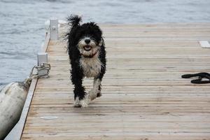 wet dog running down the dock photo