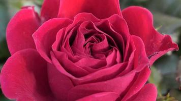 A beautiful rose flowers outdoors Roses in the garden Nature background photo