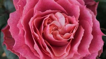 un hermosa Rosa flores al aire libre rosas en el jardín naturaleza antecedentes foto