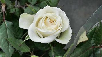 un hermosa Rosa flores al aire libre rosas en el jardín naturaleza antecedentes foto