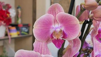 Beautiful phalaenopsis orchids in the greenhouse photo