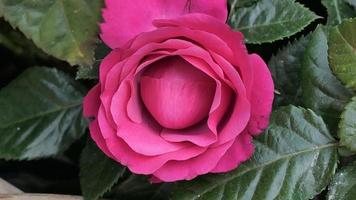 un hermosa Rosa flores al aire libre rosas en el jardín naturaleza antecedentes foto