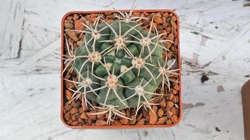 Miniature home flowers succulents and cactus in the greenhouse Nature background photo