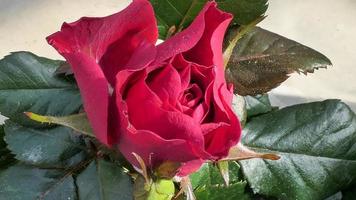 un hermosa Rosa flores al aire libre rosas en el jardín naturaleza antecedentes foto