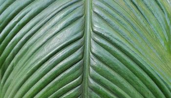 fondo de naturaleza de textura de hoja verde foto