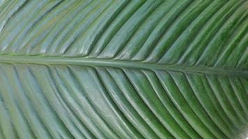 Green leaf texture Nature background photo