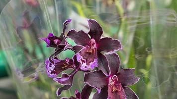hermosa phalaenopsis orquídeas en el invernadero foto