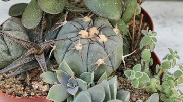 miniatura hogar flores suculentas y cactus en el invernadero naturaleza antecedentes foto