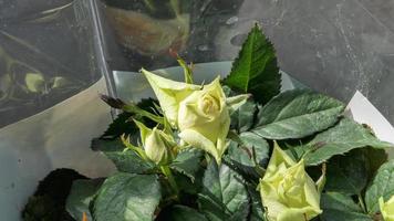 un hermosa Rosa flores al aire libre rosas en el jardín naturaleza antecedentes foto