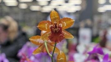 Beautiful phalaenopsis orchids in the greenhouse photo