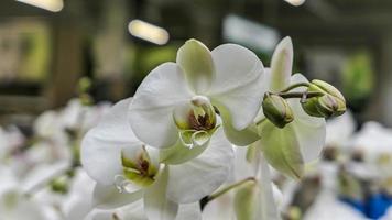 hermosa phalaenopsis orquídeas en el invernadero foto
