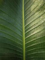 fondo de naturaleza de textura de hoja verde foto