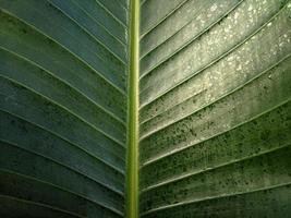 Green leaf texture Nature background photo