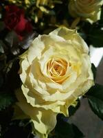 un hermosa Rosa flores al aire libre rosas en el jardín foto