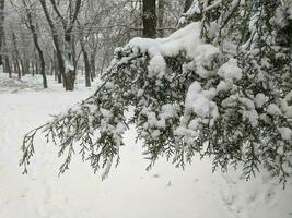 Winter in the park landscape background photo