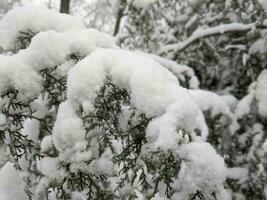 Winter in the park landscape background photo