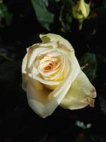 un hermosa Rosa flores al aire libre rosas en el jardín foto