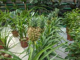 Small Pineapple growing in the greenhouse close-up photo
