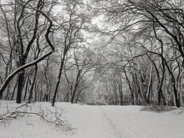 Winter in the park landscape background photo