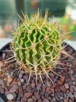 Miniature home flowers succulents and cactus in the greenhouse photo