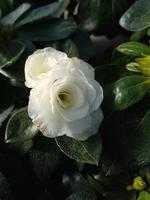 Beautiful Rhododendron flower in the greenhouse close-up photo