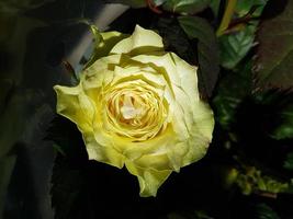 un hermosa Rosa flores al aire libre rosas en el jardín foto