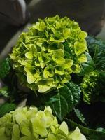 hermosa floreciente hortensia en el jardín foto