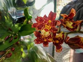 Beautiful phalaenopsis orchids in the greenhouse photo