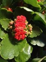 Beautiful Kalanchoe flower in the greenhouse close-up photo