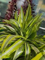 Beautiful Dracaena plant in the greenhouse close-up photo