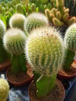 Miniature home flowers succulents and cactus in the greenhouse photo