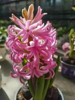 Beautiful Hyacinth in the greenhouse close-up Hyacinthus plant background photo