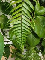 Close up of green fern leaf in the greenhouse photo