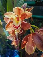 Beautiful phalaenopsis orchids in the greenhouse photo