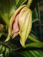 Beautiful Medinilla flower in the greenhouse close-up photo