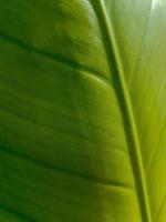 Green leaf texture Nature background photo
