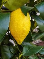 Juicy Organic Lemons Grown in the Garden photo