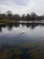 A lone swan swims on the lake photo