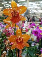 Beautiful phalaenopsis orchids in the greenhouse photo