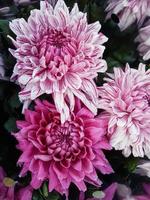 Beautiful chrysanthemum flowers outdoors Chrysanthemums in the garden photo