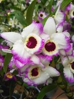 Beautiful phalaenopsis orchids in the greenhouse photo